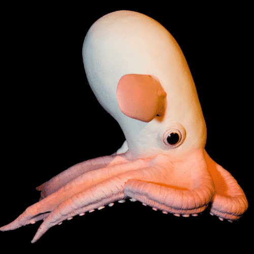 Vous Aimez L Ocean Top 24 D Etranges Creatures Abyssales Vous Aimez L Ocean Top 24 D Etranges Creatures Abyssales