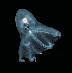 Pieuvre telescope : Amphitretus pelagicus