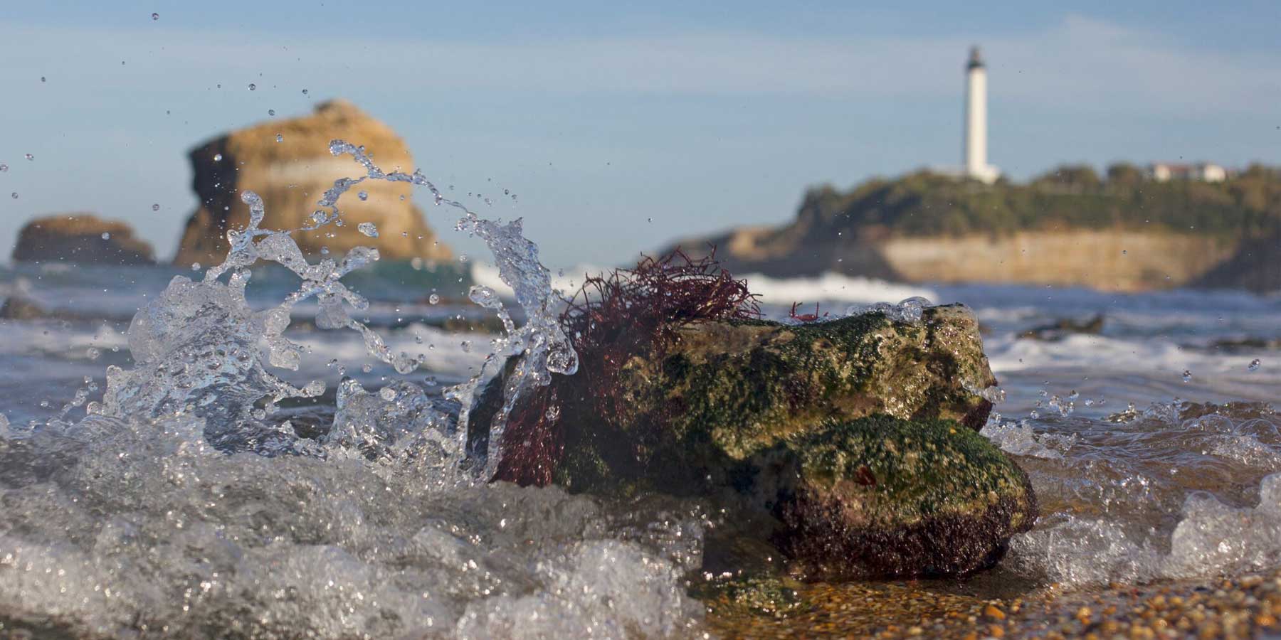 Where does seaweed get its color?