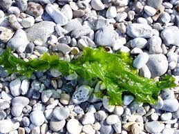Une algue verte, Ulva lactua, Griensteidl, Wikimedia Commons