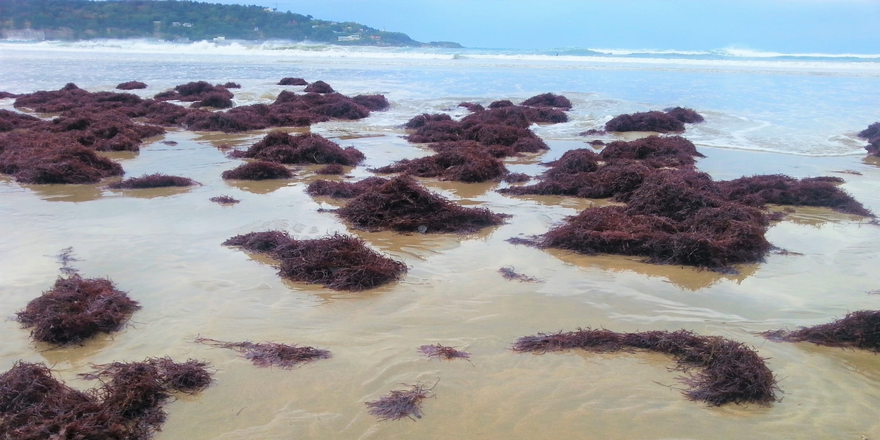 The Harvest of Gelidium