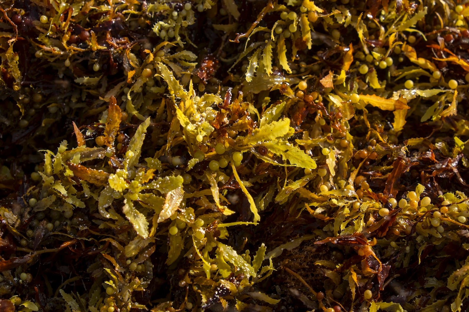 Where does seaweed get its color?