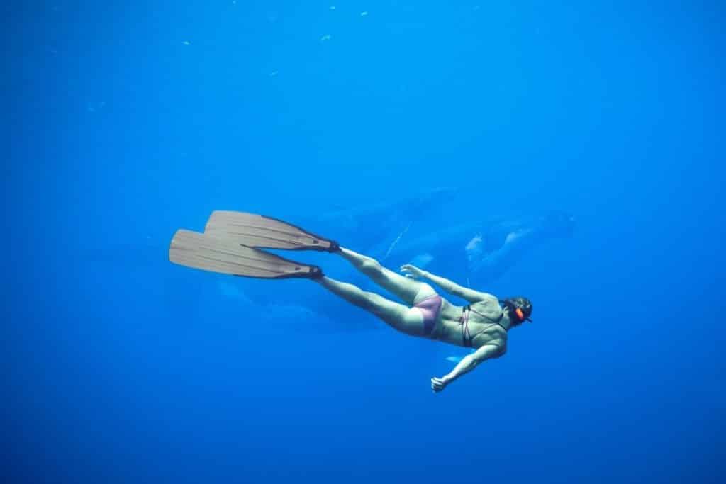 Baleines à bosse en Polynésie