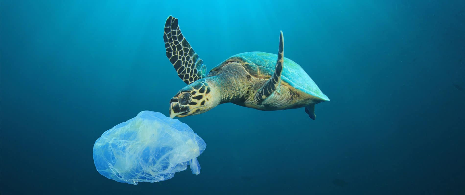 Un océan de plastique !