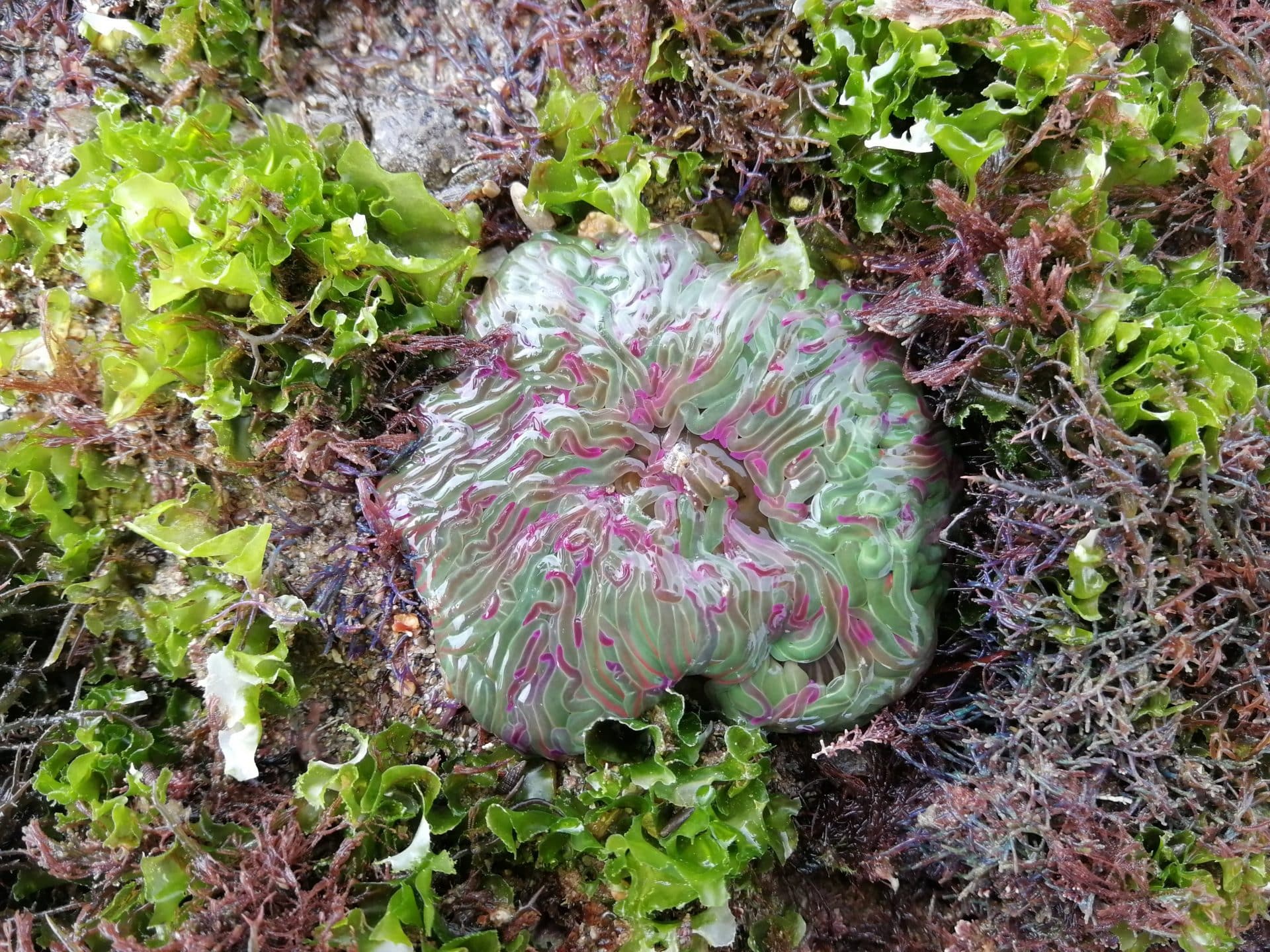 Un anemone entouré de tapis d'ulves (Ulva sp), quelques Ceramiales et Polysiponia