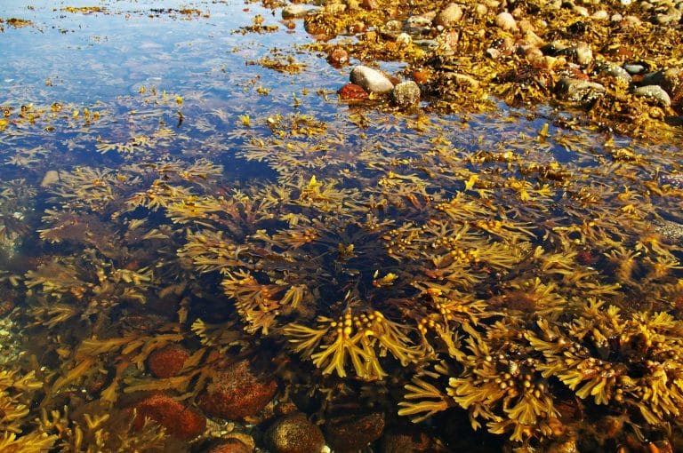 algues dans l'eau