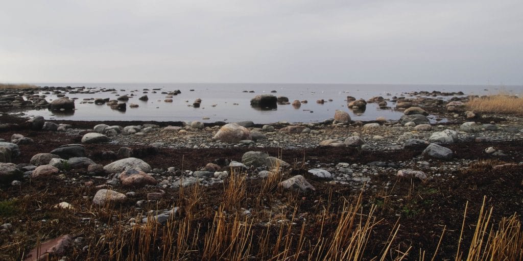 Exploration des espèces animales du bord de mer