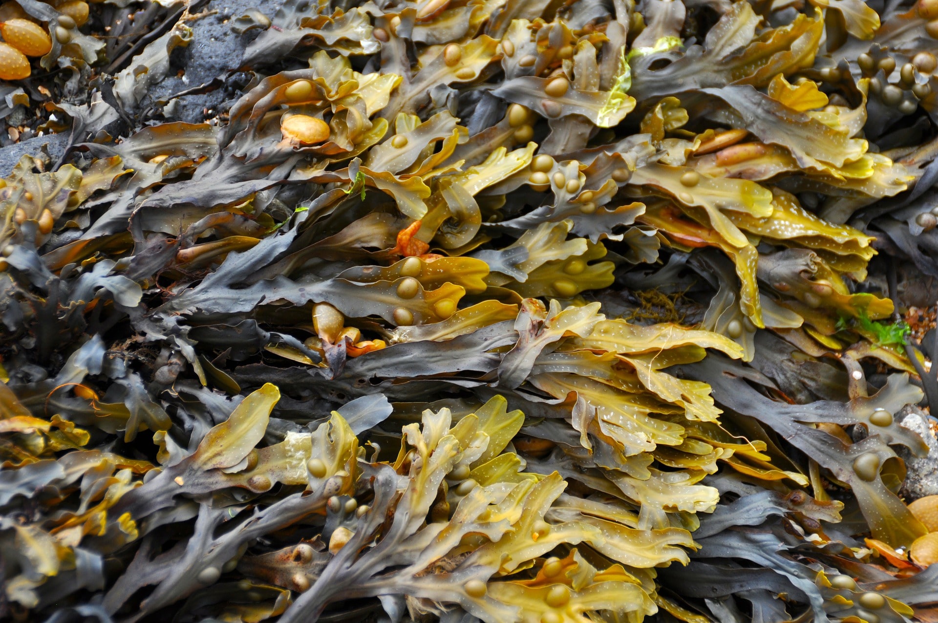 Seaweed of the Basque Coast