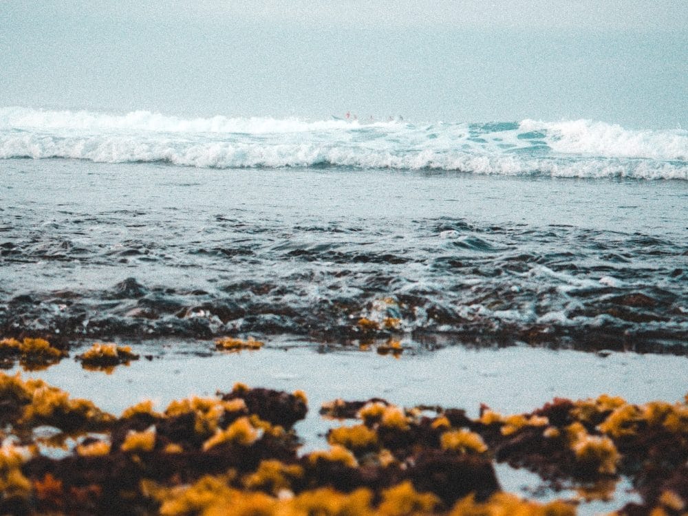 vagues qui déferlents dans l'ocean