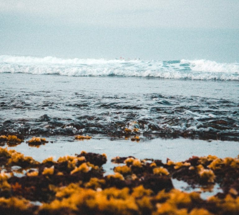 vagues qui déferlents dans l'ocean