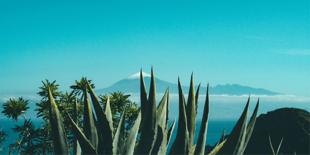 L’Aloe Vera Bio, un trésor de bienfaits pour votre peau