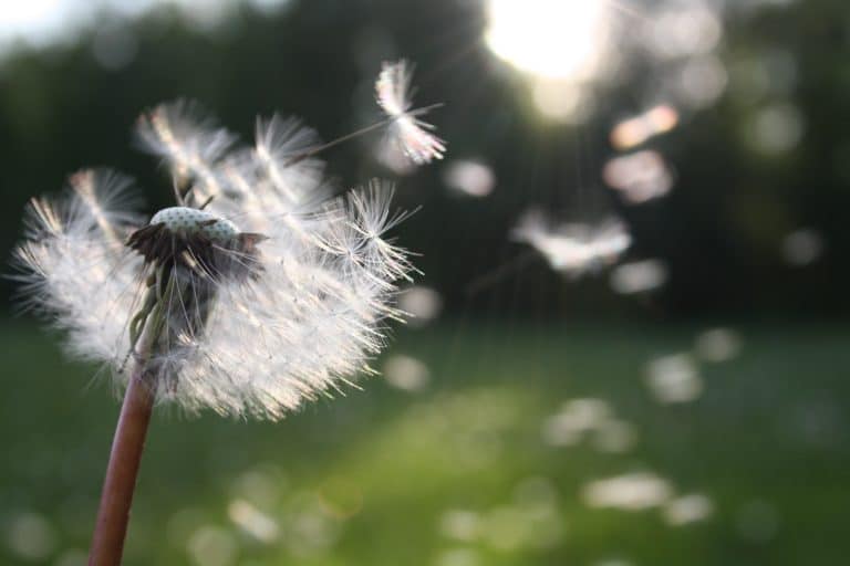 Pollen au printemps