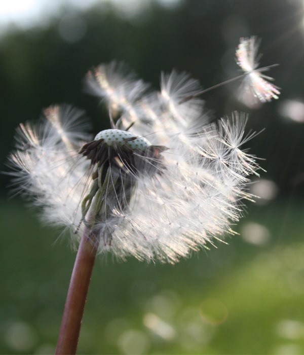 Pissenlit qui s'envole avec le vent