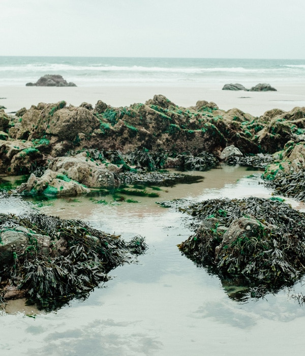 Algues vertes échouées sur la plage