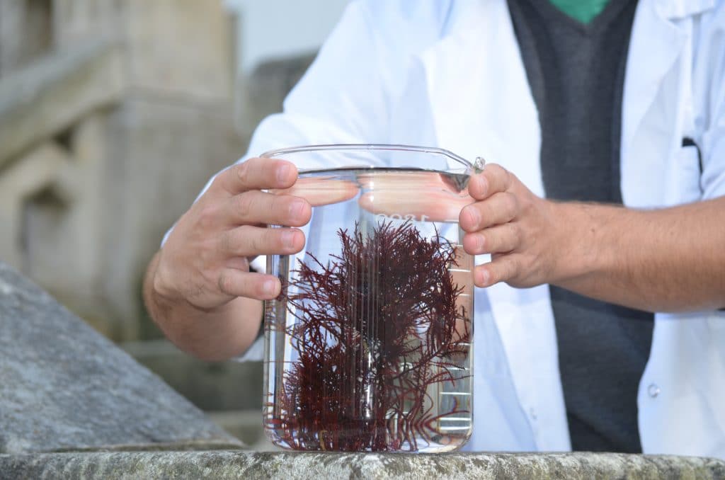 Focus sur les labels de la certification bio