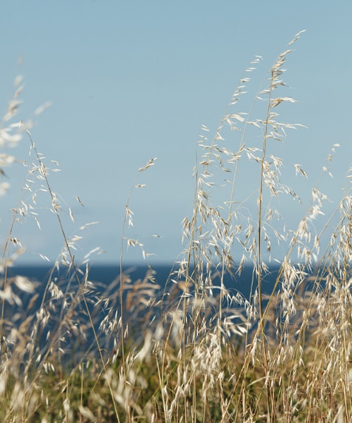 nature vue sur l'océan