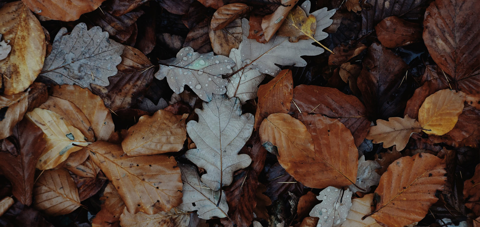 Cold Temperatures, Wet Weather… How Do You Take Care of Your Skin in Fall?