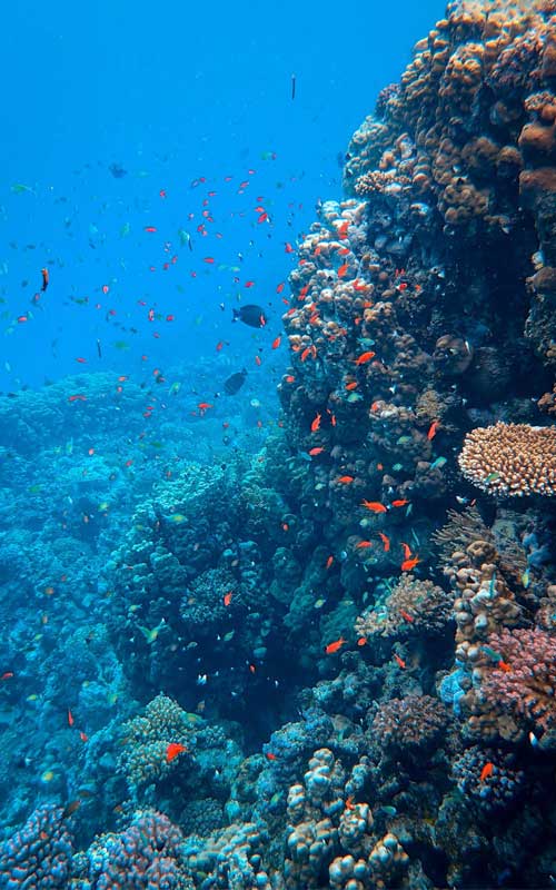 photographie corail sous l'eau