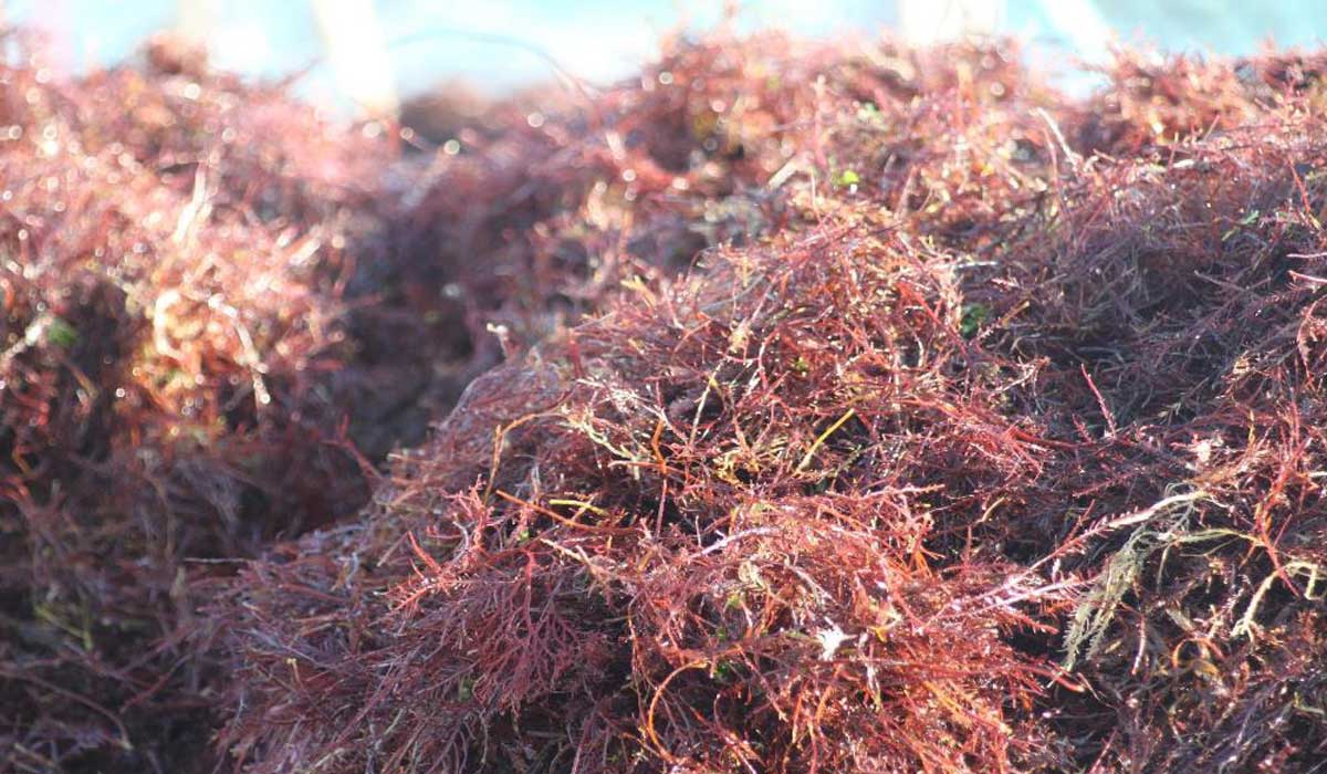 algue rouge échouée