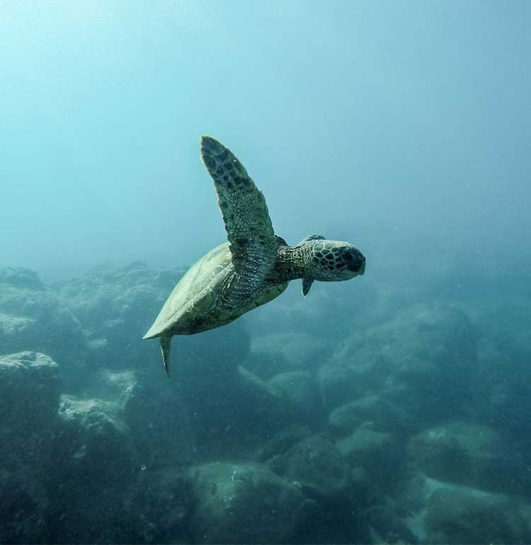 tortue qui nage sous l'eau