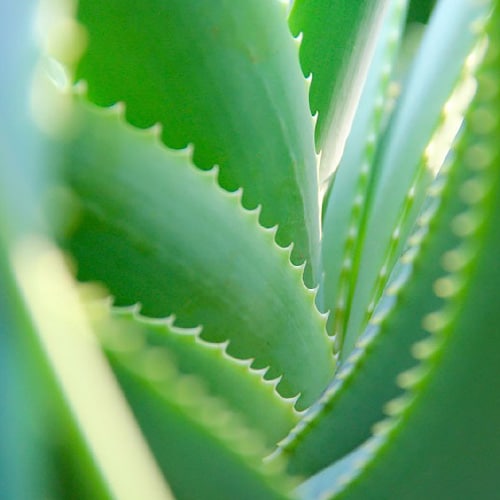 plantes d'aloe vera