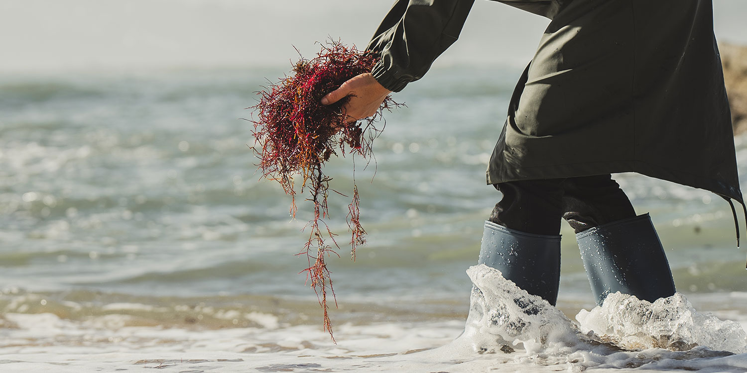 ramassage de l'algue rouge sur les plages du Pays Basque