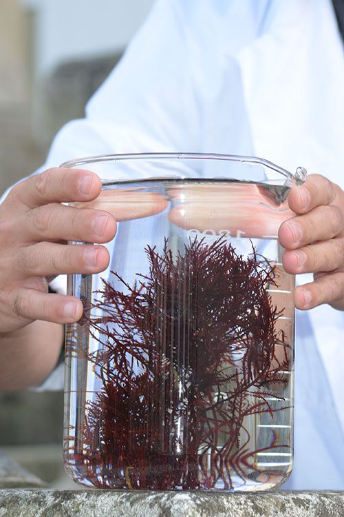 Alga-Sendatu®, actif réparateur breveté