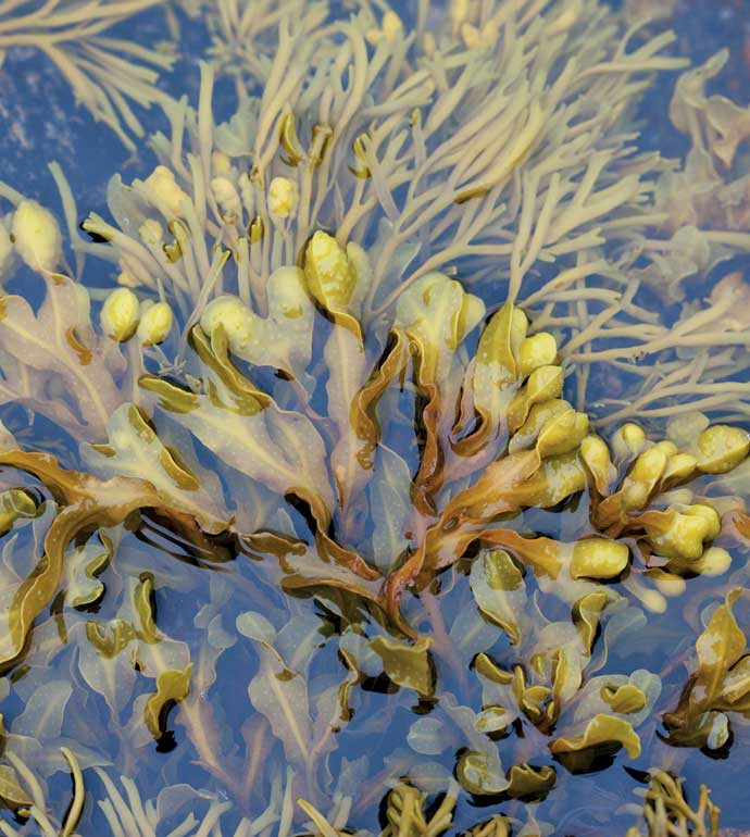 Alga-Paisium, actif apaisant exclusif