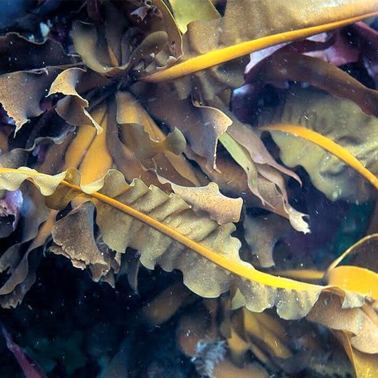 Alaria esculenta Actif tonifiant